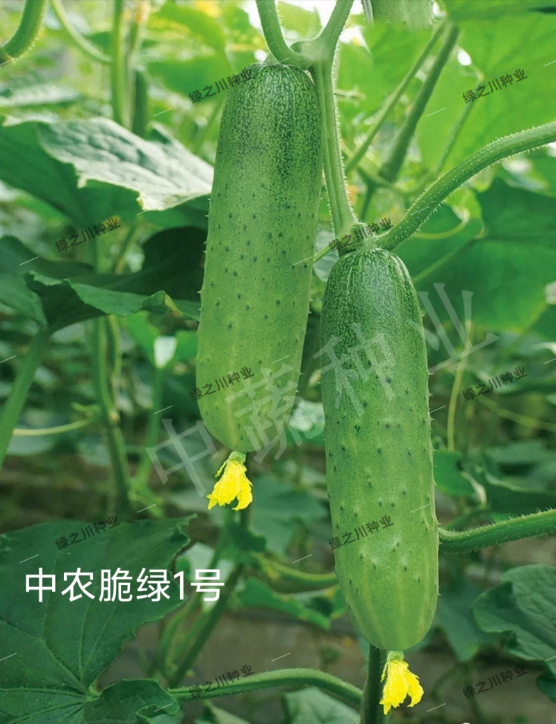 中蔬中农脆绿1号黄瓜种子脆甜口感型水果黄瓜种子结瓜多春秋