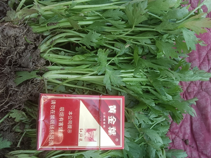 法国皇后西芹苗