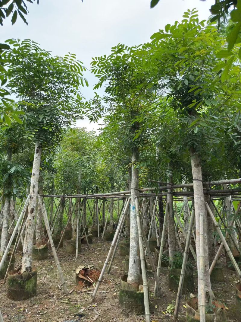12~15分桃花心木