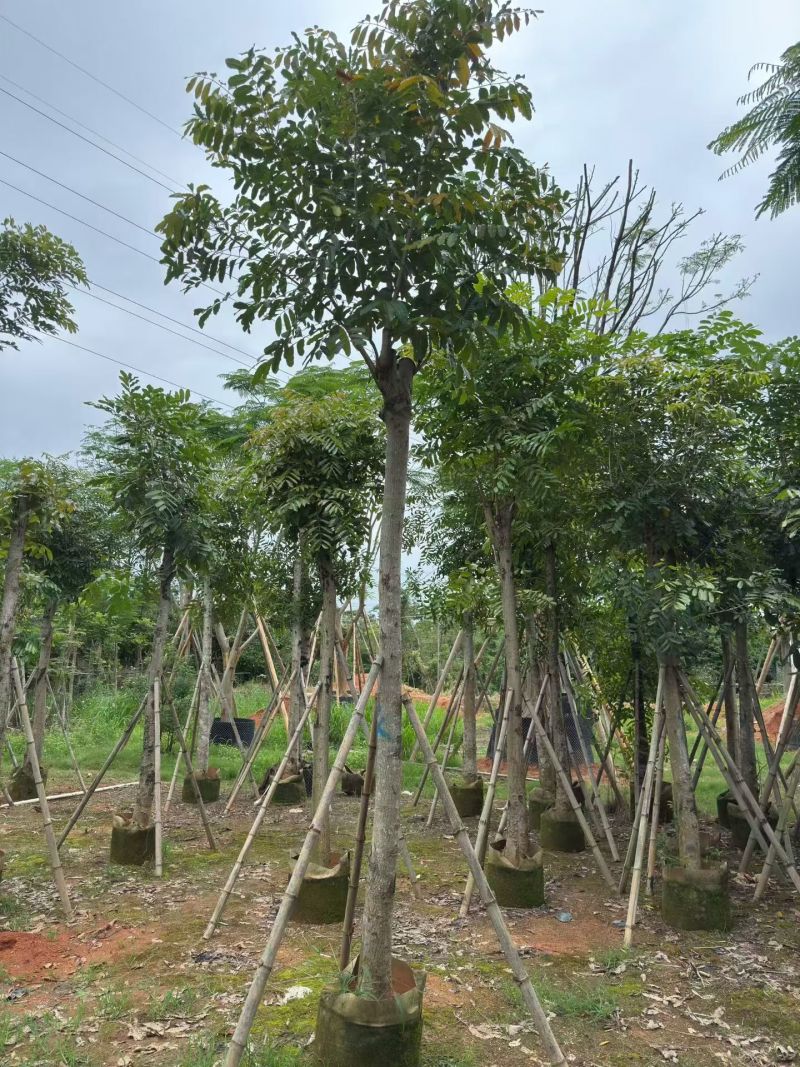 12~15分桃花心木
