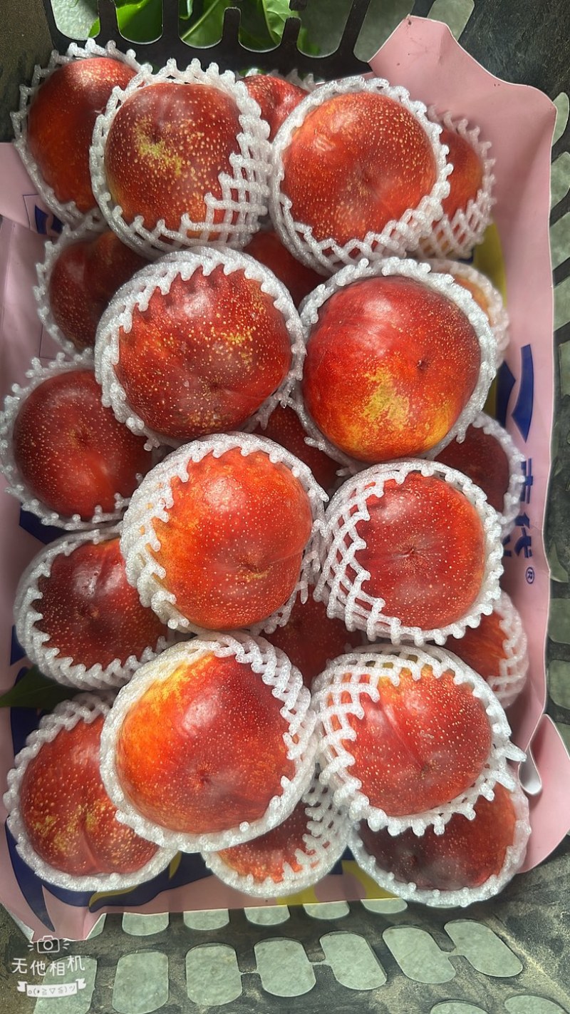 露天油桃金雷