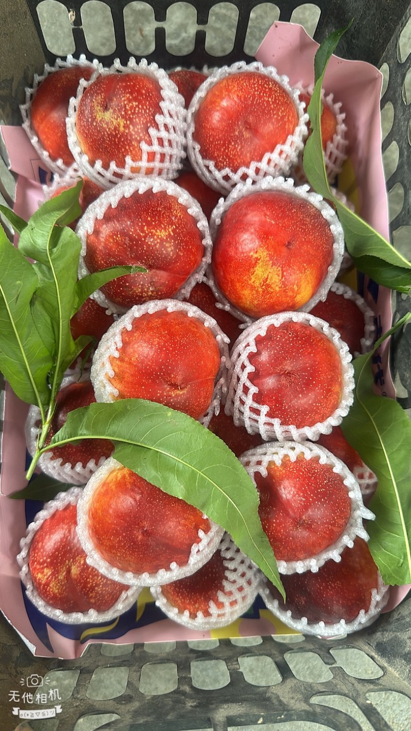 露天油桃金雷