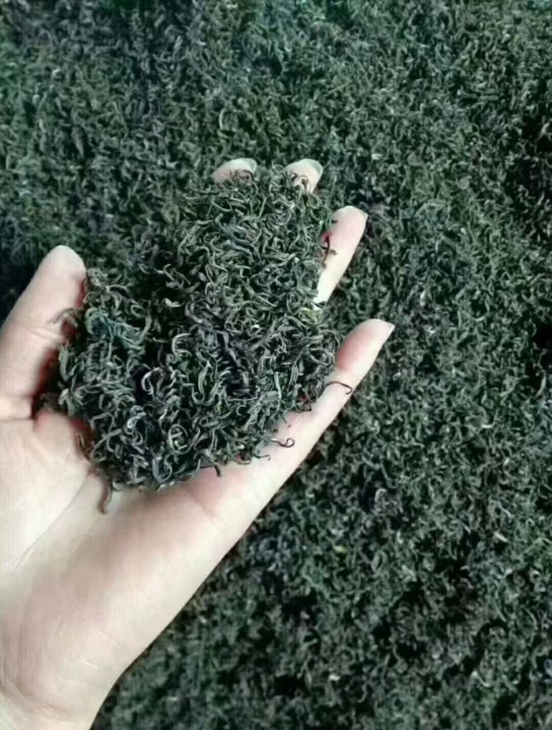 岳西炒青大量优惠产地直发货源充足欢迎选购对接全国