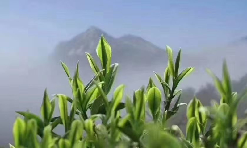 安徽岳西兰花绿茶正宗岳西产地直销品质保证包邮