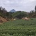 安徽岳西兰花绿茶正宗岳西产地直销品质保证包邮