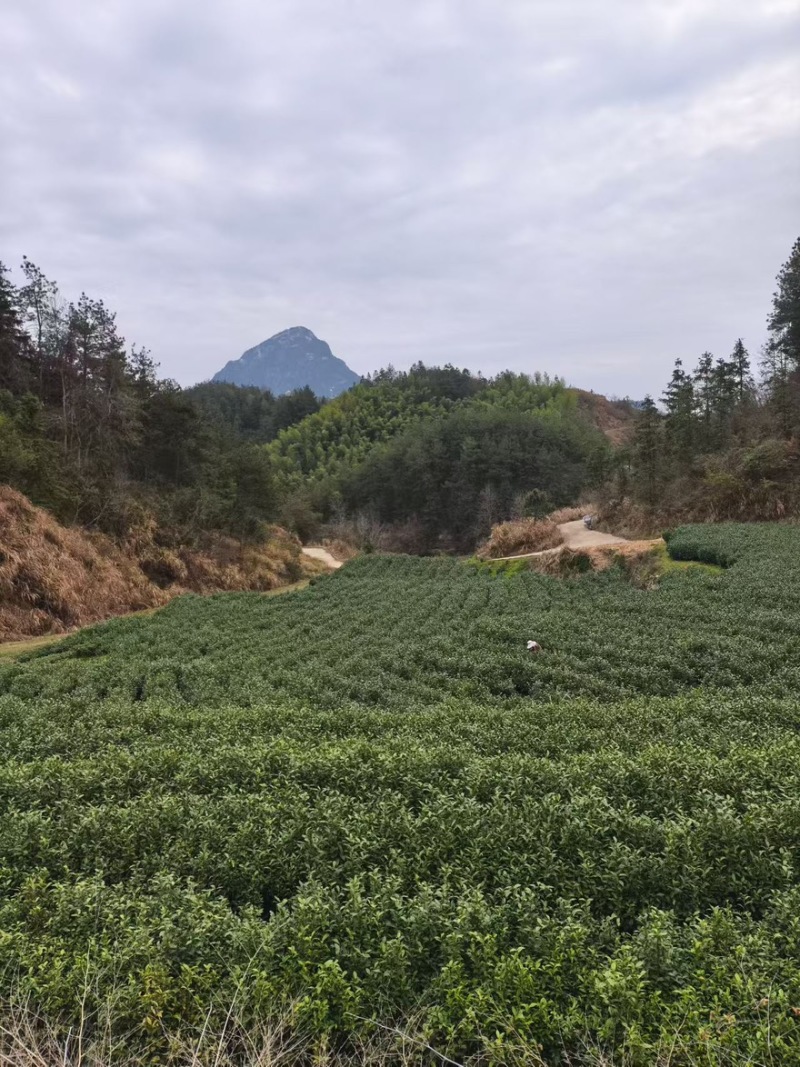 安徽岳西兰花绿茶正宗岳西产地直销品质保证包邮