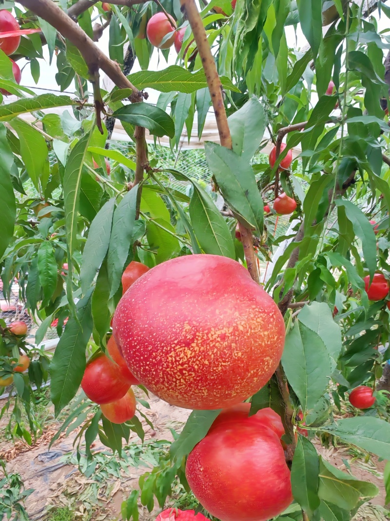 中油