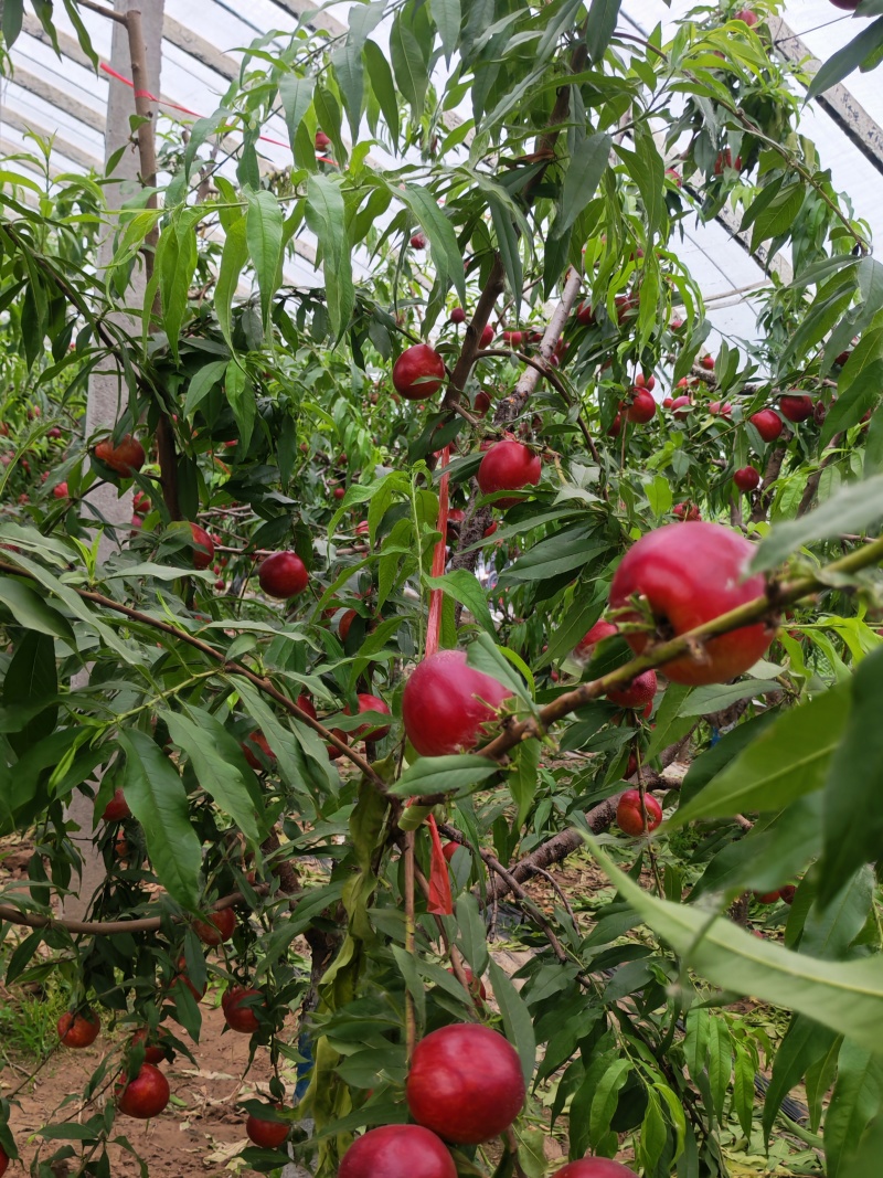 中油