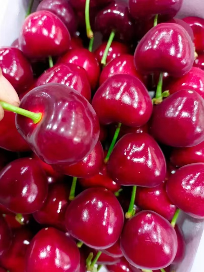 山西樱桃美早红灯早大果布鲁克斯樱桃品种齐全量大从优