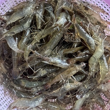 野生小河虾干货包邮欢迎选购小河虾干货