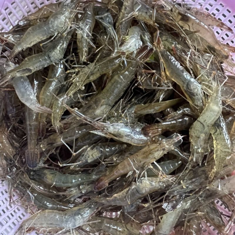 野生小河虾干货包邮欢迎选购小河虾干货