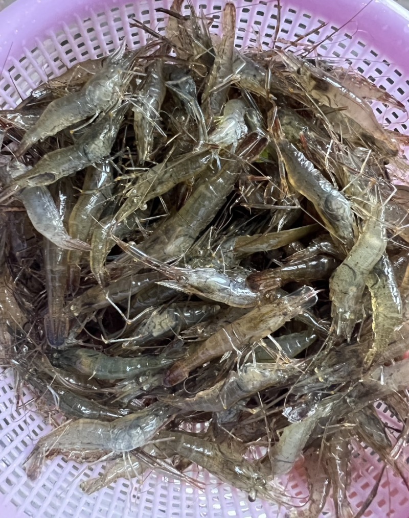 野生小河虾干货包邮欢迎选购小河虾干货