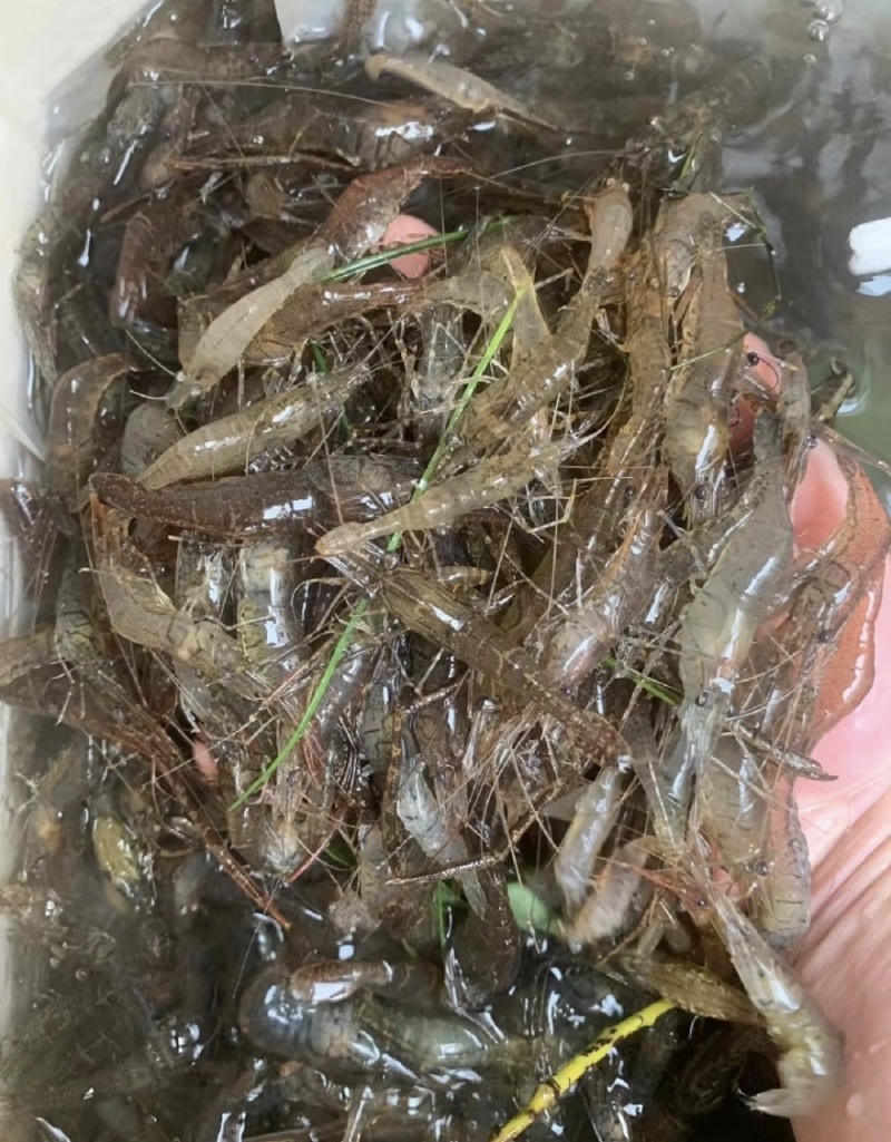 野生小河虾干货包邮欢迎选购小河虾干货