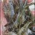 野生小河虾干货包邮欢迎选购小河虾干货