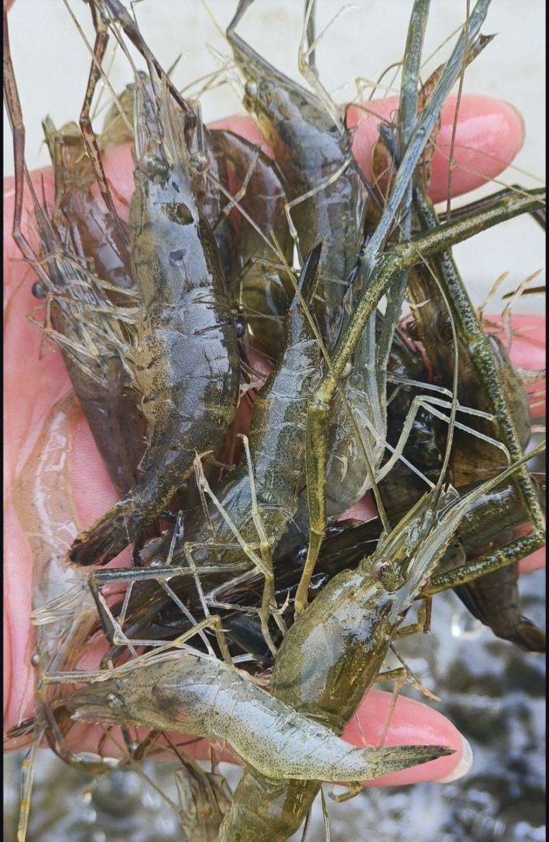 野生小河虾干货包邮欢迎选购小河虾干货