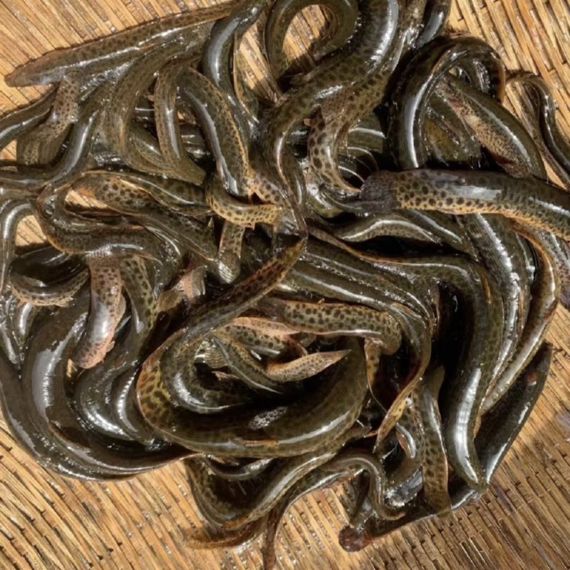 泥鳅包邮需要直接下单欢迎选购