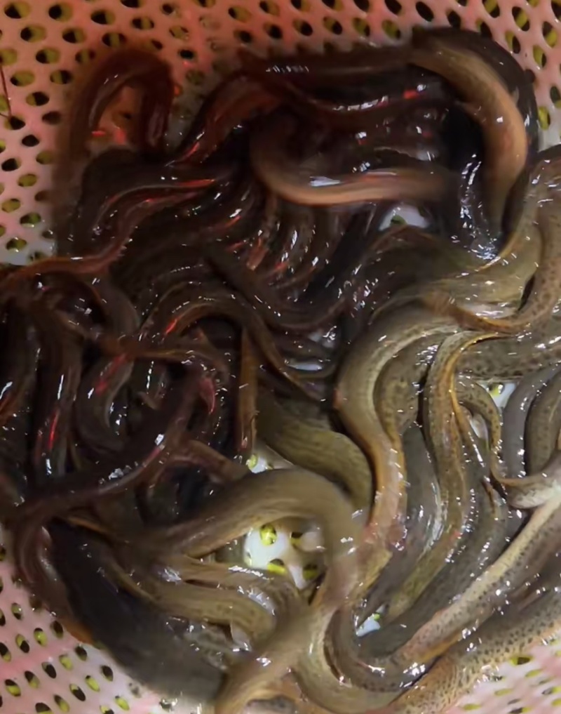 泥鳅包邮需要直接下单欢迎选购