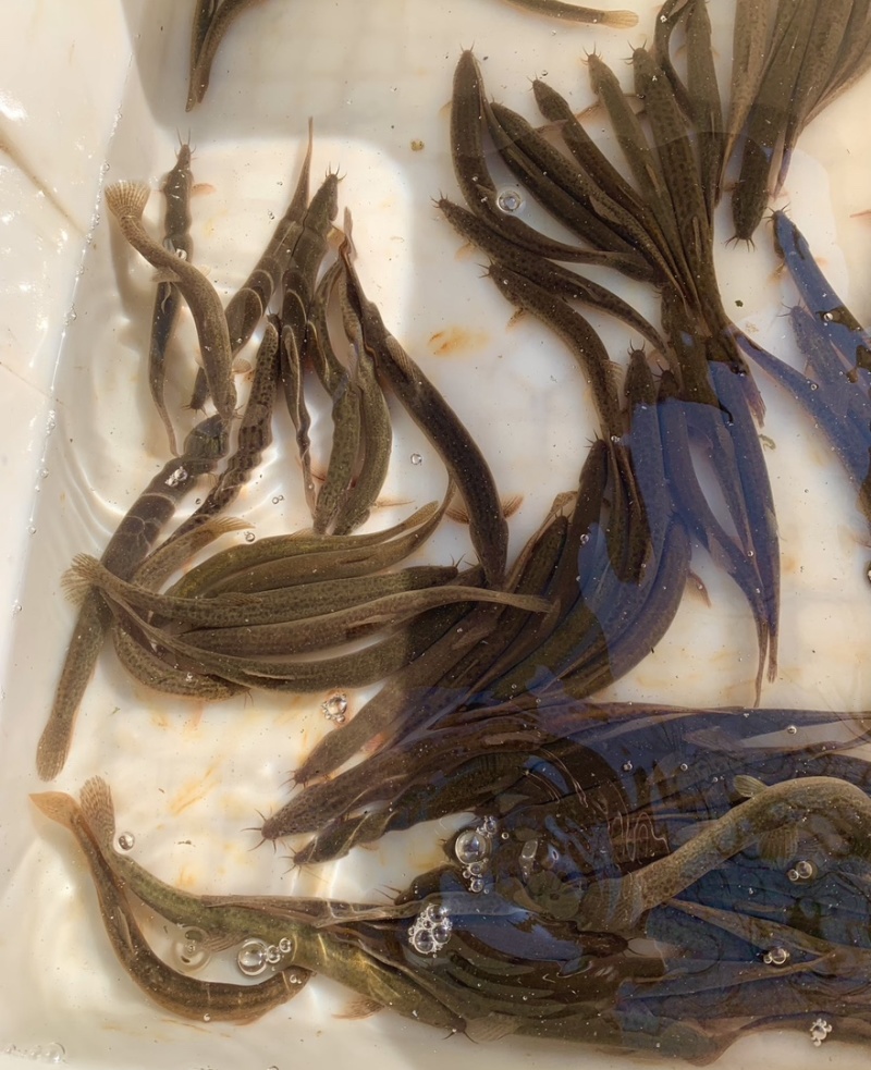 泥鳅包邮需要直接下单欢迎选购