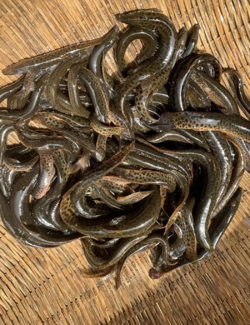 泥鳅包邮需要直接下单欢迎选购