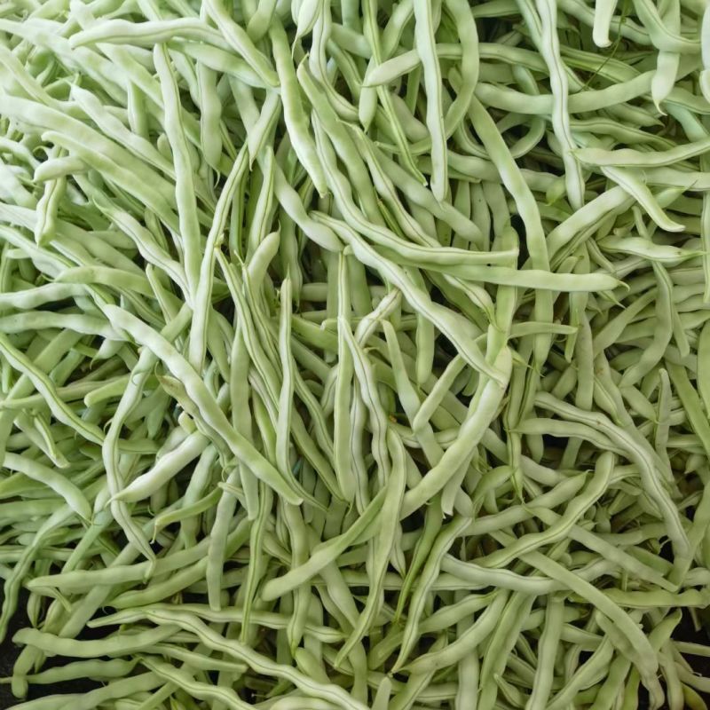 辽宁优质九粒白芸豆