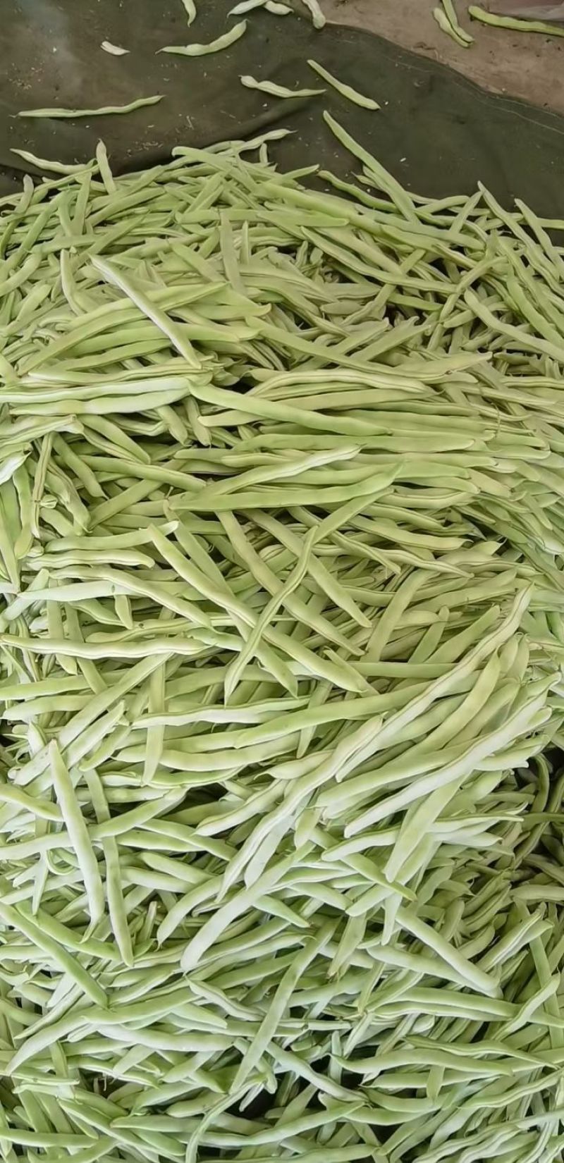 辽宁优质九粒白芸豆