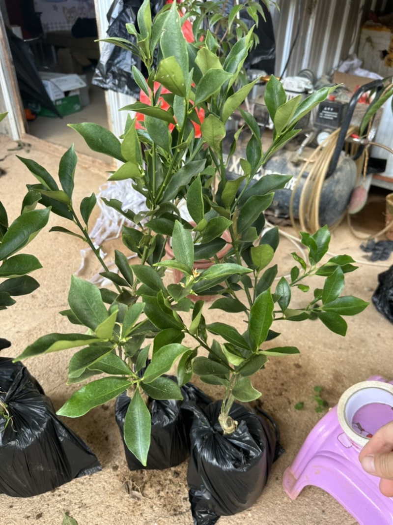 脆蜜金桔也叫脆蜜金柑苗大果品种纯甜蜜甜很好吃