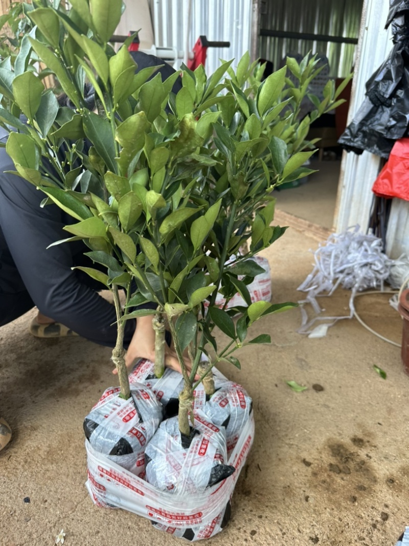 脆蜜金桔也叫脆蜜金柑苗大果品种纯甜蜜甜很好吃