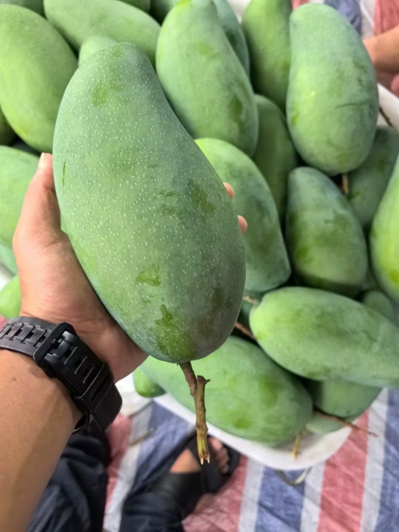 越南大青芒，精品货电商货市场货品质好，大量供应需要的联系