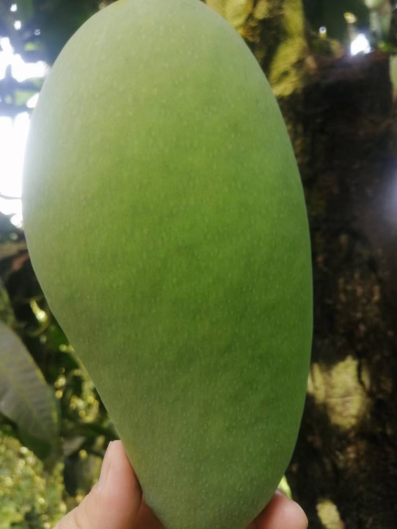 越南大青芒，精品货电商货市场货品质好，大量供应需要的联系