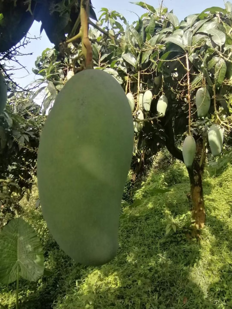 越南大青芒，精品货电商货市场货品质好，大量供应需要的联系