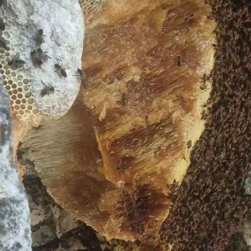 挂蜜纯野生深山老林特产，大量供应，品质好，波美度40以上