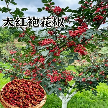 无刺大红袍花椒树苗,改良新品种省人工,颗粒饱满,基地现挖