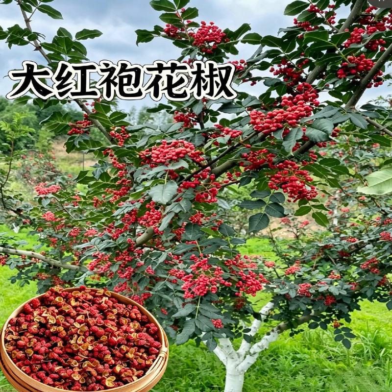 无刺大红袍花椒树苗，改良新品种省人工，颗粒饱满，基地现挖