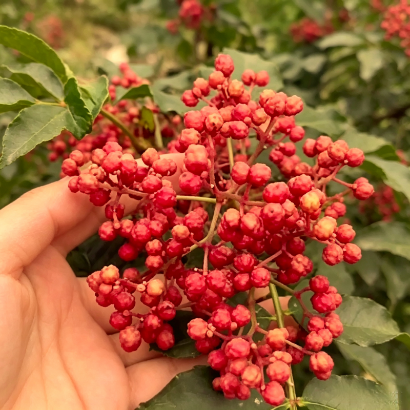 无刺大红袍花椒树苗，改良新品种省人工，颗粒饱满，基地现挖