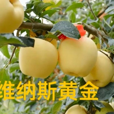 维纳斯黄金。精品。批发。