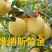 维纳斯黄金。精品。批发。
