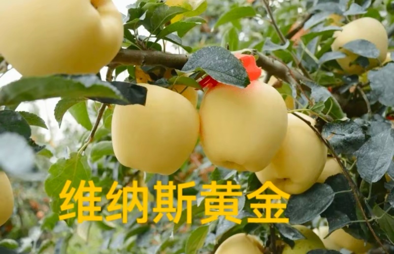 维纳斯黄金。精品。批发。