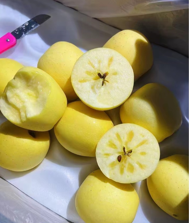 维纳斯黄金。精品。批发。
