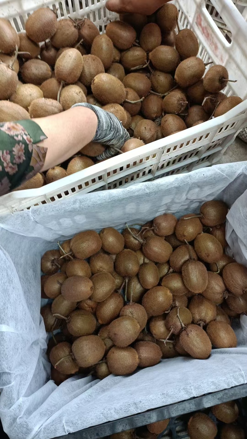 南阳红心猕猴桃基地直发保质保量售后无忧一条龙服务