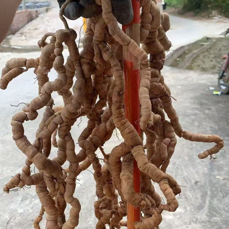巴戟天地摊电商批发新鲜巴戟天中药材鸡场风凤眼根煲汤汤料