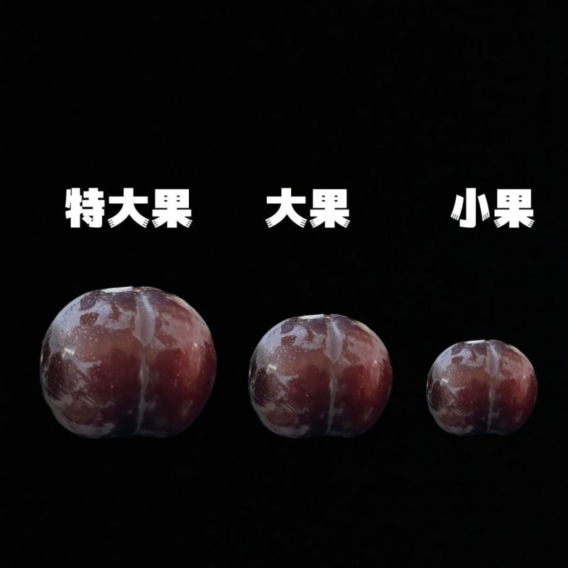 南阳正宗黑布林李子基地直发对接商超团购电商一条龙服务