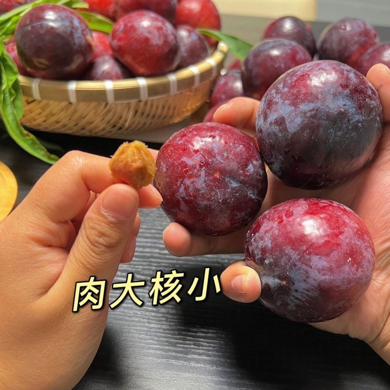 南阳正宗黑布林李子基地直发对接商超团购电商一条龙服务