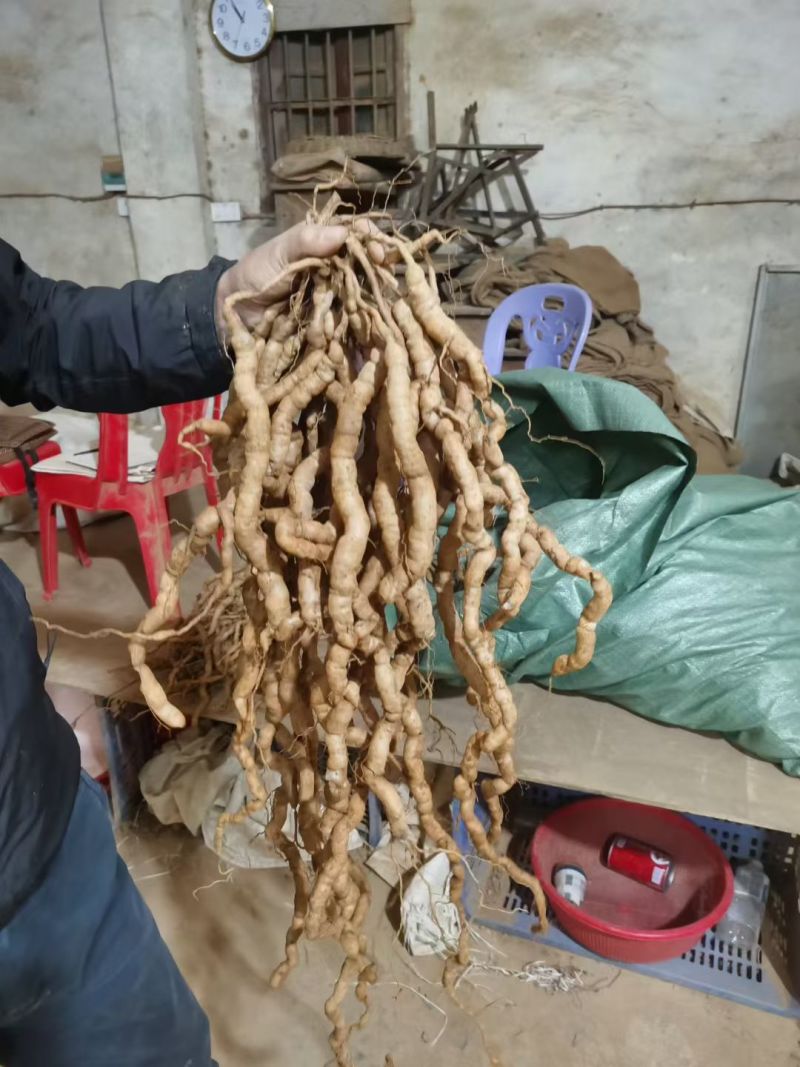 巴戟天地摊电商批发新鲜巴戟天中药材鸡场风凤眼根煲汤汤料