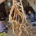 巴戟天地摊电商批发新鲜巴戟天中药材鸡场风凤眼根煲汤汤料