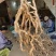 巴戟天地摊电商批发新鲜巴戟天中药材鸡场风凤眼根煲汤汤料