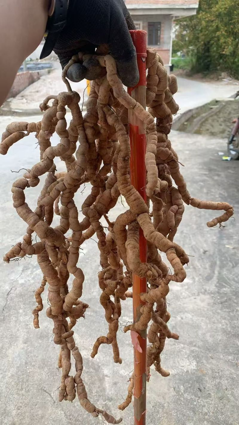 巴戟天地摊电商批发新鲜巴戟天中药材鸡场风凤眼根煲汤汤料