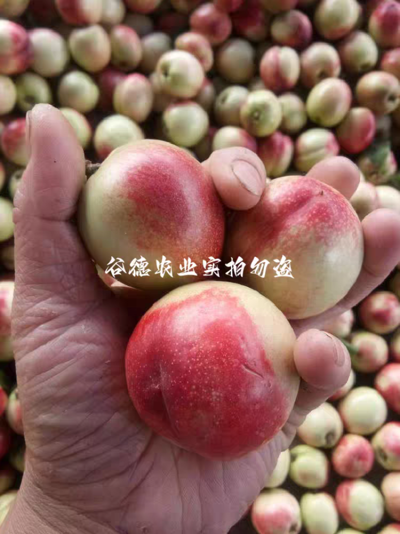 南阳油桃各种系列都有品种齐全量大从优一条龙服务