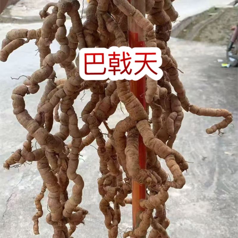 巴戟天地摊电商批发新鲜巴戟天中药材鸡场风凤眼根煲汤汤料