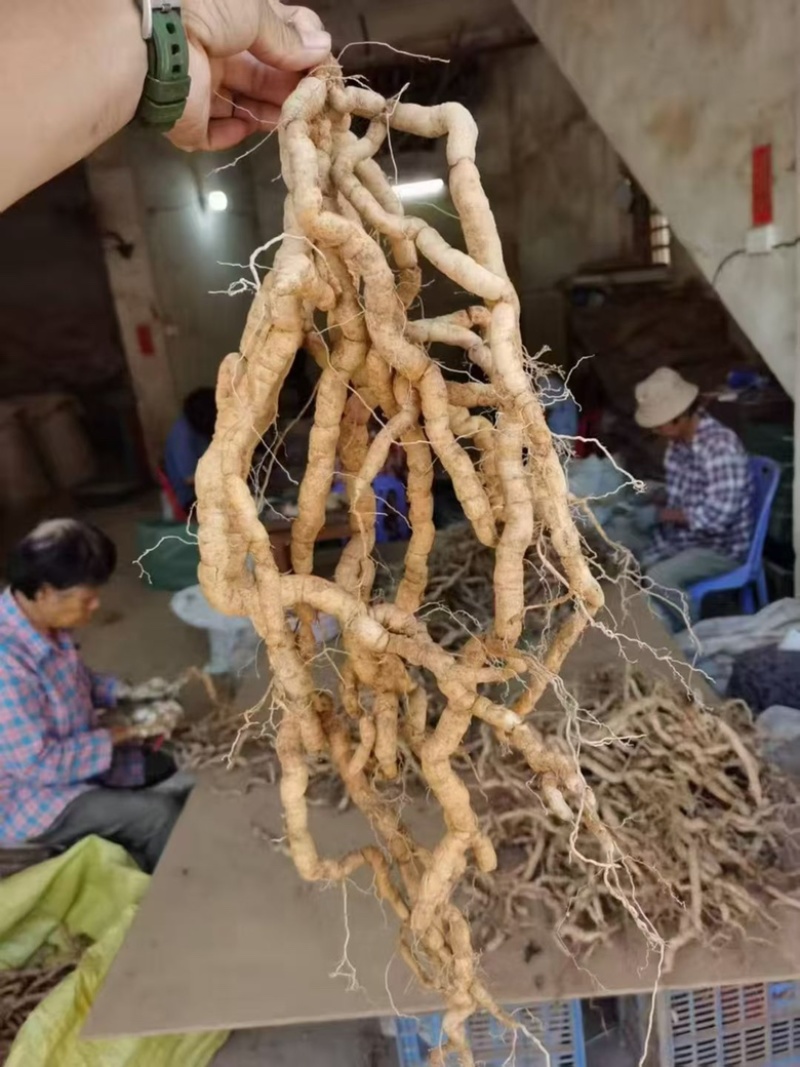 巴戟天地摊电商批发新鲜巴戟天中药材鸡场风凤眼根煲汤汤料
