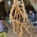 巴戟天地摊电商批发新鲜巴戟天中药材鸡场风凤眼根煲汤汤料